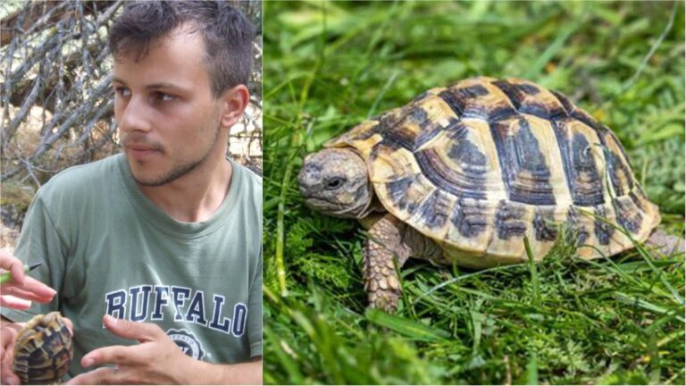 Женките скокаат од карпи за да избегнат сексуални напади од мажјаци: „Демографско&hellip;