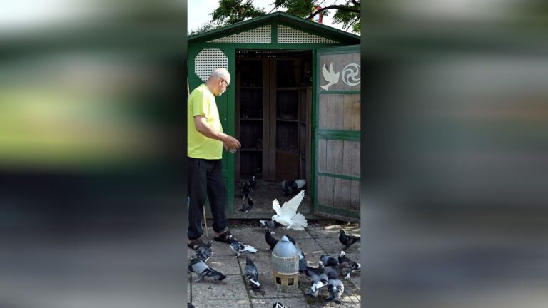 Во Северна Македонија одгледуваат гулаби за борба против стресот