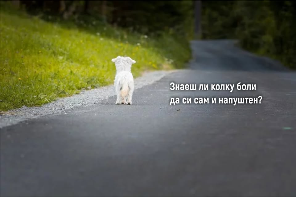 Насловна слика на Anima Mundi - здружение за заштита на животни